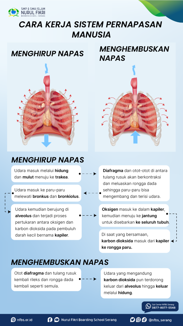 Mengenal Organ Dan Cara Kerja Sistem Pernapasan Manusia Media Center